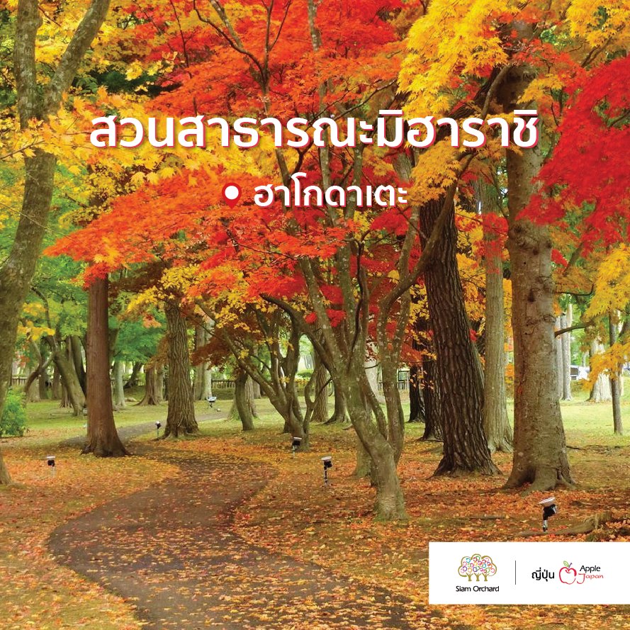 #SiamOrchardGroup #ผู้ช่วยที่ดีที่สุดด้านการท่องเที่ยว #AppleJapan #Autumn #จุดชมใบไม้เปลี่ยนสีที่ฮอกไกโด #ทัวร์ญี่ปุ่น #ทัวร์ใบไม้เปลี่ยนสี