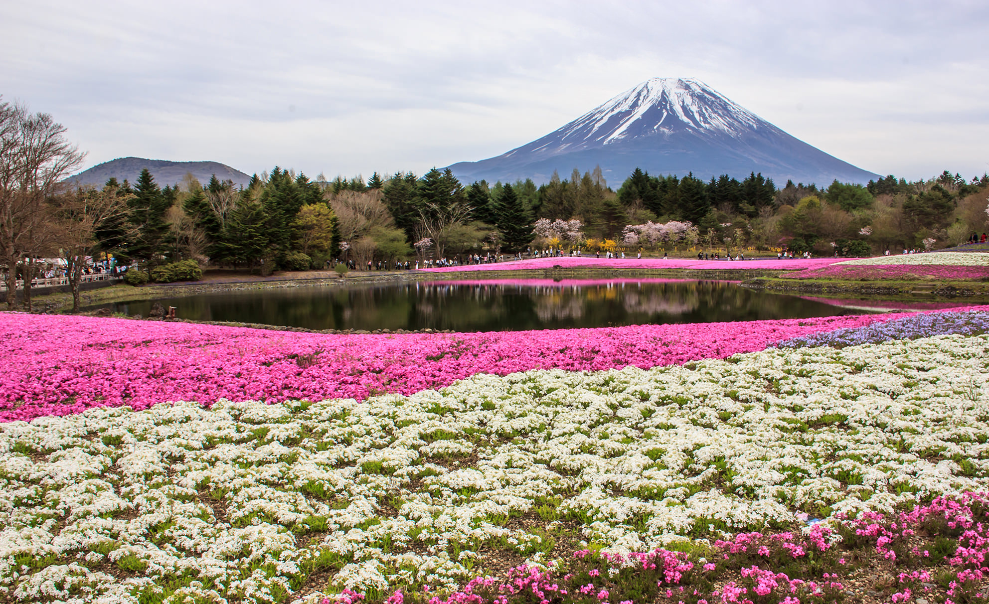 #ทัวร์ญี่ปุ่น #ทัวร์ชมดอกไม้ #BabyBlueEyes #Pinkmoss #Wisteria #Tulip #ทัวร์ญี่ปุ่นเดือนพฤษภาคม
