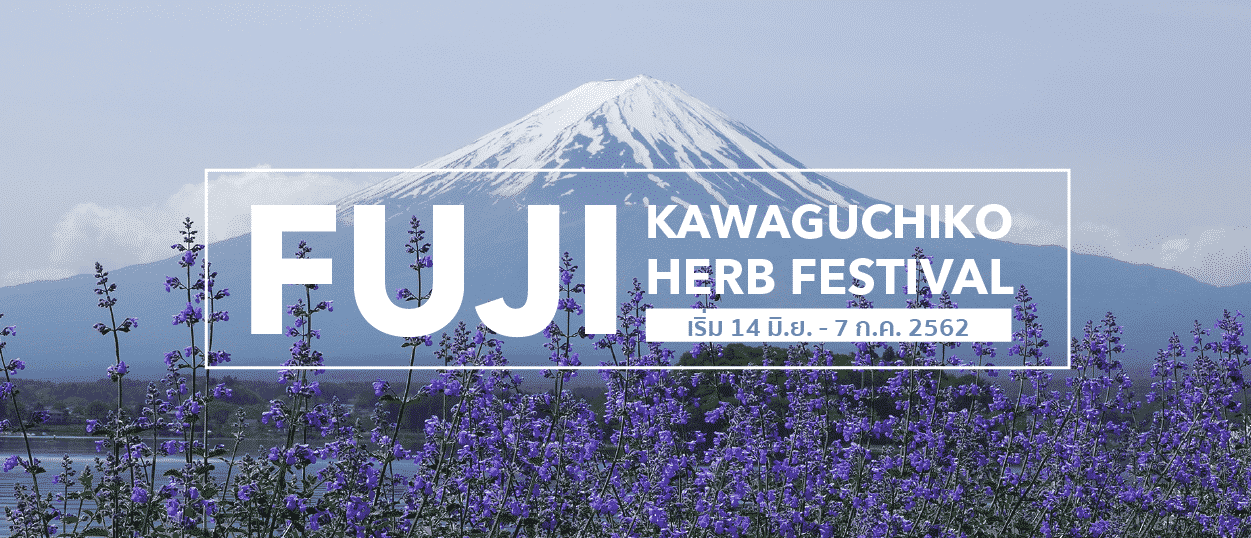 ทัวร์ญี่ปุ่น ชมวิวฟูจิ..ท่ามกลางทุ่งลาเวนเดอร์สีม่วงที่ Fuji Kawaguchiko Herb Festival