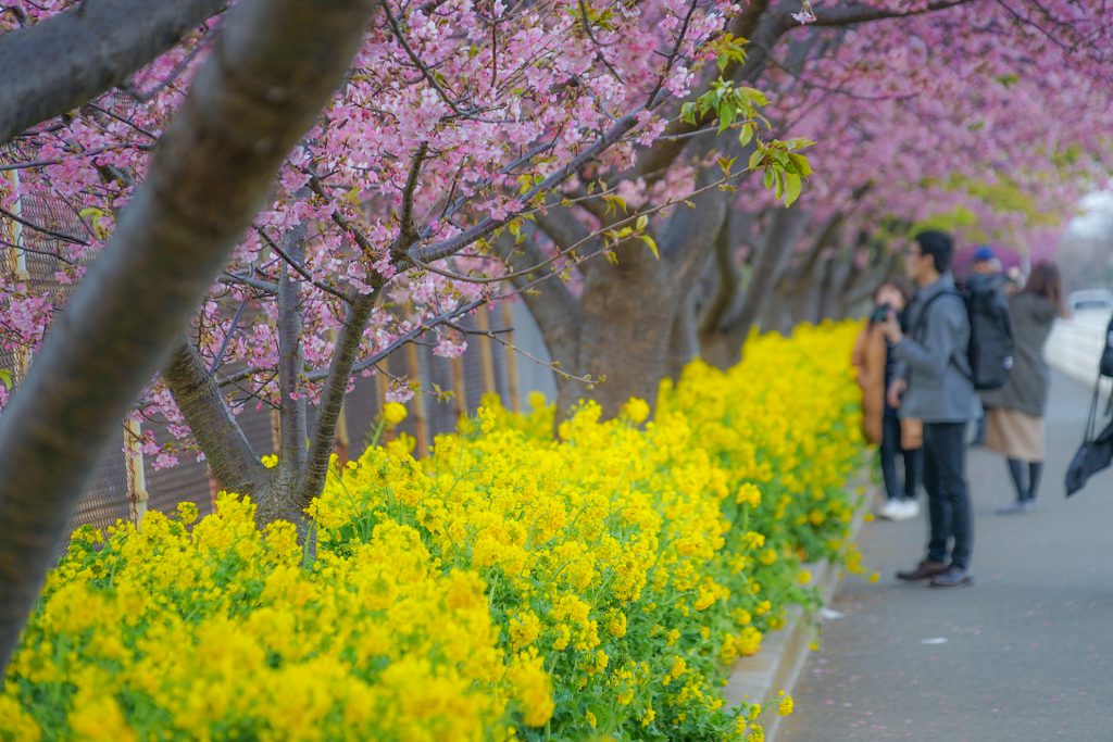 ทัวร์ญี่ปุ่น Kawazu Sakura สัมผัสเสน่ห์...ซากุระแห่งแรกแห่งฤดูหนาวญี่ปุ่น