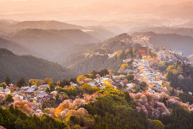 24 Yoshinoyama Sakura