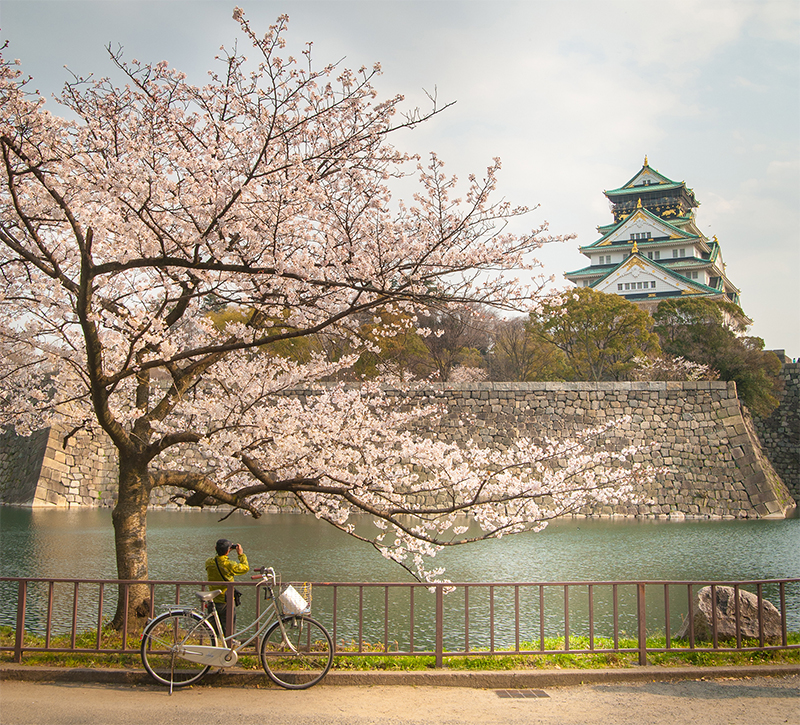 Osaka Castle With Sakura Blossom In Osaka, Japan