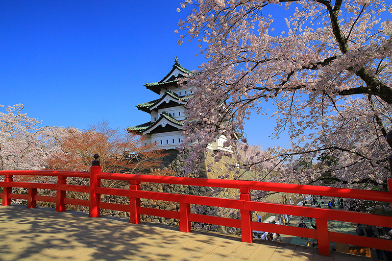 54241519 Aomori Hirosaki Cherry Blossom Festival