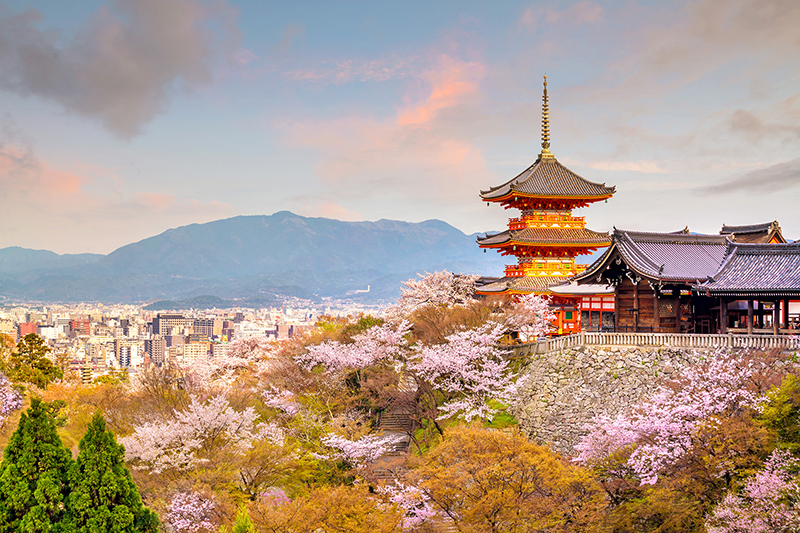 Kiyomizu Dera Temple And Cherry Blossom Season (sakura) Spring T