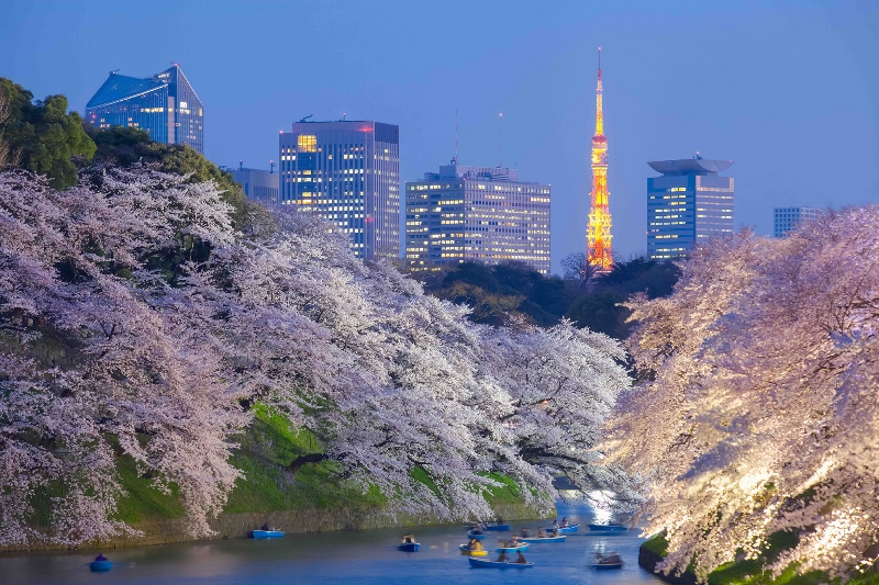 69 Chidorigafuchi Tokyo Tower Sakura